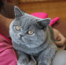 Jehanne - British Shorthair Breeder - Tasmania