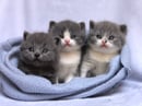 Leonix British Shorthair Breeder - Perth, WA
