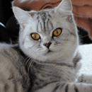 Adormemore - British Shorthair Breeder - Tasmania