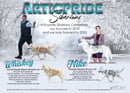 Articpride Siberians - Siberian Husky Breeder - Hunter Valley, NSW
