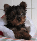 Yarrabell Yorkies - Yorkshire Terrier Breeder - Brisbane, QLD