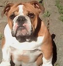 Twilight Kennels - French Bulldog & British Bulldog Breeder - Huntly, NZ