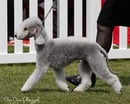 Barjarz Bedlington Terriers -Breeder, Victoria.