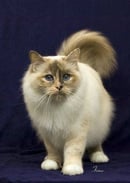 Bindura Birmans & Babuschka Siberians - Canberra, ACT