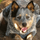 Ferona Kennels - Australian Cattle Dog, Rough Collie & Pomeranian Breeder - Nr Yass, NSW