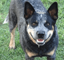 Cleverblue - Purebred Australian Cattle Dog Breeder - Toowoomba, QLD