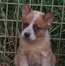 Azrar Kennels - Australian Cattle Dog  - Sydney, NSW