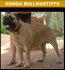 Konda Bullmastiffs - Bullmastiff Breeder - Brisbane, QLD