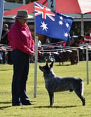 Bobtailz Kennels - Stumpy Tail Cattle Dog Breeder - Caboolture QLD
