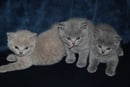 Bellashaicats - British & Scottish Shorthair, & Scottish Fold Breeder - QLD