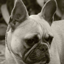 Kiangsi Kennels - French Bulldog Breeder - Adelaide, SA