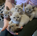 Natmac Burmese - Registered Pedigree Burmese Cat Kitten Breeder - Perth, WA Western Australia