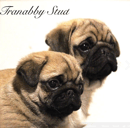Tranabby Stud - Pug dog & Scottish Fold/Straight cats Breeder- Queensland