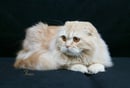 Amaranth Scottish Folds