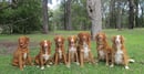 Nova Scotia Duck Tolling Retriever Breeder Port Macquarie NSW