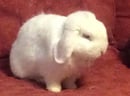 Dwarf Lop and Plush Lop Breeder, Hawkesbury area