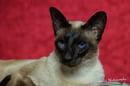Targaryen Pure 8 Generation Siamese - Breeder - Albany, WA