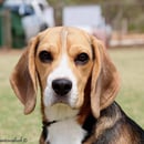 Sligrachan Beagles - Beagle Breeder - Perth, WA