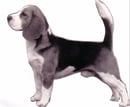Sligrachan Beagles - Beagle Breeder - Perth, WA