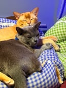 Marishka Burmese, Cessnock, NSW