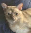 Marishka Burmese, Cessnock, NSW