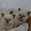 Bellarosetta Ragdolls - Ragdoll Cat Breeder 