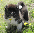 Itabass Kennels- Cane Corso and Akita Breeder - Cooma Monaro Shire, NSW