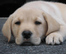 Clemkirk Labrador Retrievers - Moonambel, VIC
