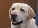 Celabration - Labrador Retriever Breeder - Perth, WA
