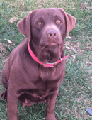 Yellowdog Kennels - Labrador Retriever Breeder - Muswellbrook, NSW