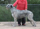Wulfgar Kennels - Irish Wolfhound & Giant Schnauzer Breeder - Sydney, NSW