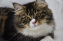 Chaynikoty Siberian Cats - Siberian Cat Breeder - South Burnett, QLD