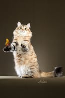 Snowgum Siberians - Siberian Cat Breeder 