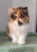 SBC Persians & Exotics Cat Breeder 