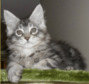 Alure Cattery -  Maine Coon Cat Breeder - Mandurah, Western Australia