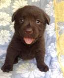Adivsemaj - Canadian Pedigree Chocolate Labrador breeder - Adelaide