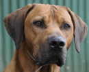 Lionsbane Kennels - Rhodesian Ridgeback Breeder 