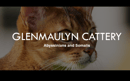 Glenmaulyn Cattery : Abyssinian & Somali Cat Breeder - Perth, WA