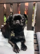 FRENCHGRIFF Registered breeder of Griffon Bruxellois