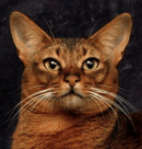 Vivace Cattery - Somali & Abyssinian Cat Breeder - Adelaide 