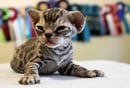 Fur Re Fae Devon Rex Cattery -  Registered Breeder 