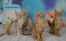 Zayenah Ocicats - Breeder - Adelaide, SA
