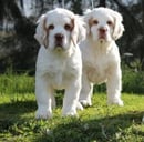 Bayparque Kennels - Basset Hound and Clumber Spaniel Breeder - Auckland, New Zealand