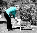 Brasshead Kennels - Bull Terrier Breeder - Lewiston, SA