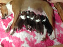 Remwin Basenjis -  Basenji Breeder - Maitland, NSW