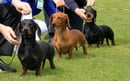 Eukypark -  Dachshund Standard Smooth Haired - Ulverstone Tasmania