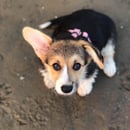 Elbella Ridge - Welsh Corgi Breeder (Pembroke Corgi)
