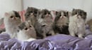 Crownjems Persians - Persian Cat Breeder - Sydney, NSW