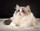 Aberlady Ragdolls - Ragdoll Cat Breeder - Sydney, NSW