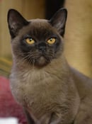 Cleveland Cattery - Burmese & Siamese Breeder - 